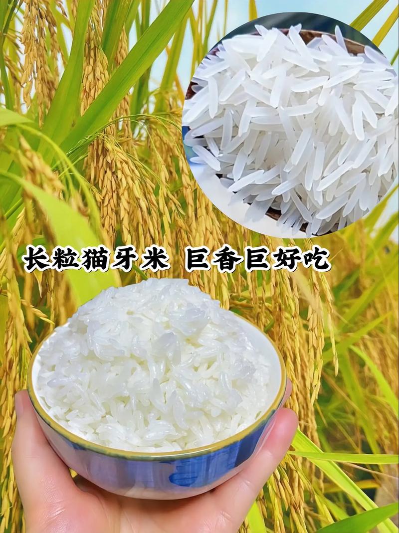 這款長(zhǎng)粒貓牙米,都是2023年的新米,米粒細(xì)長(zhǎng)晶瑩剔透,做飯 - 抖音